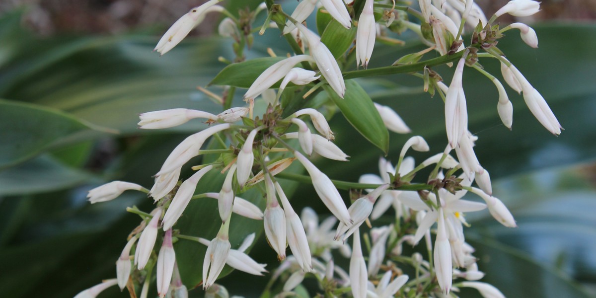 Arthropodium 'White Knight'