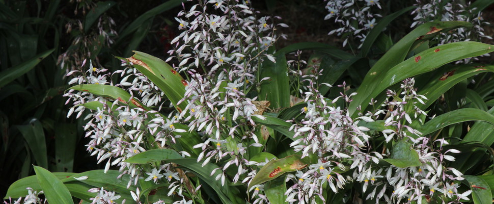 Arthropodium 'Downtown'