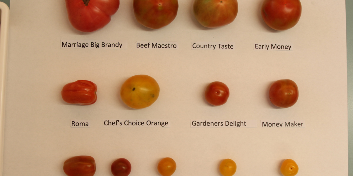 Tomato varieties