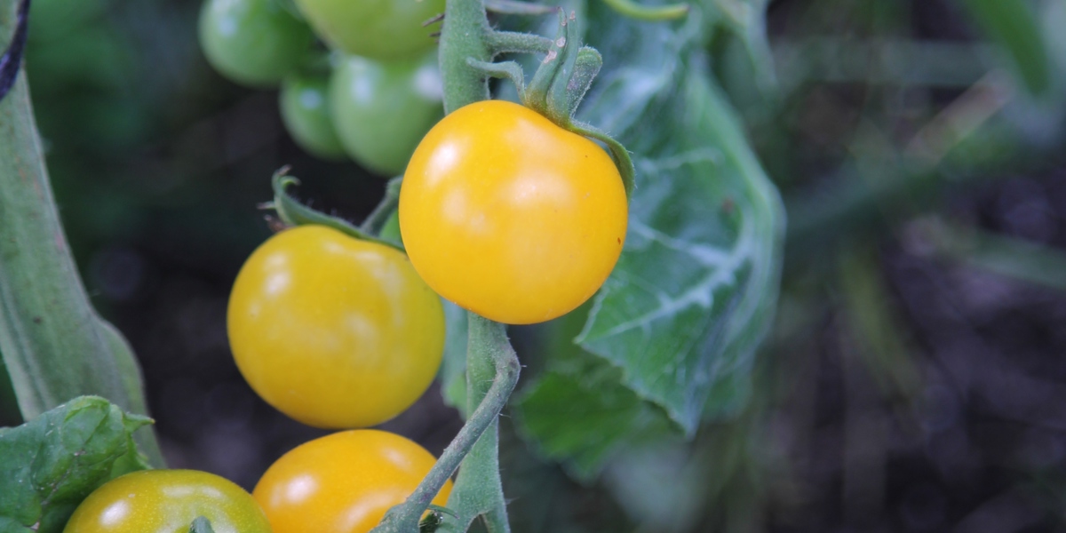 Tomato 'Sweet Gold'