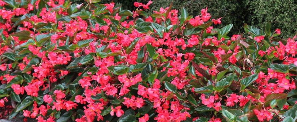 Begonia 'Dragon Wing Red'