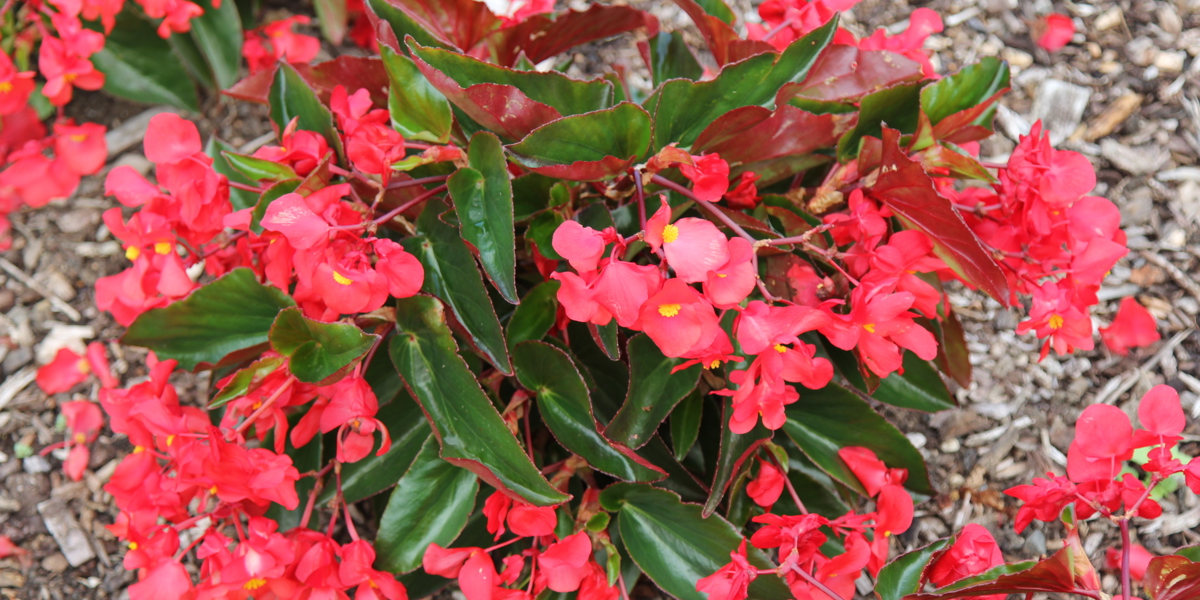 Begonia 'Dragon Wing Red'