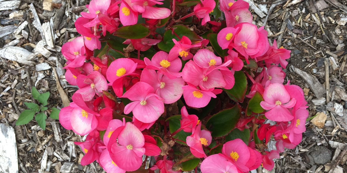 Begonias for summer interest | Auckland Botanic Gardens