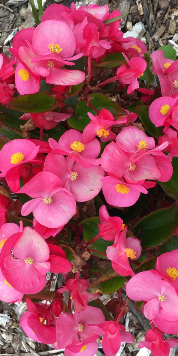 Begonia 'Sprint Plus Rose'