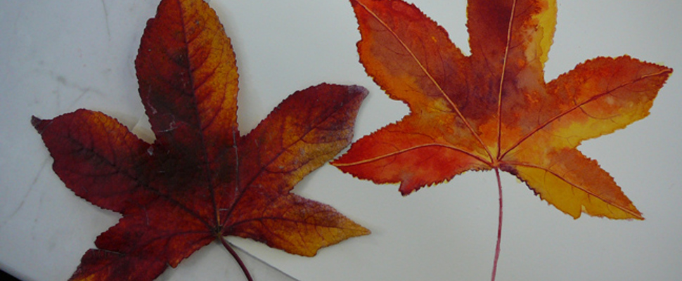 Painting autumn leaves in watercolour