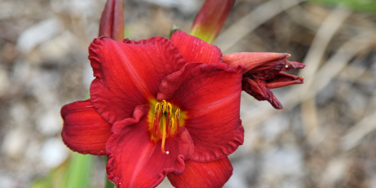 Hemerocallis 'Cade Stewart'