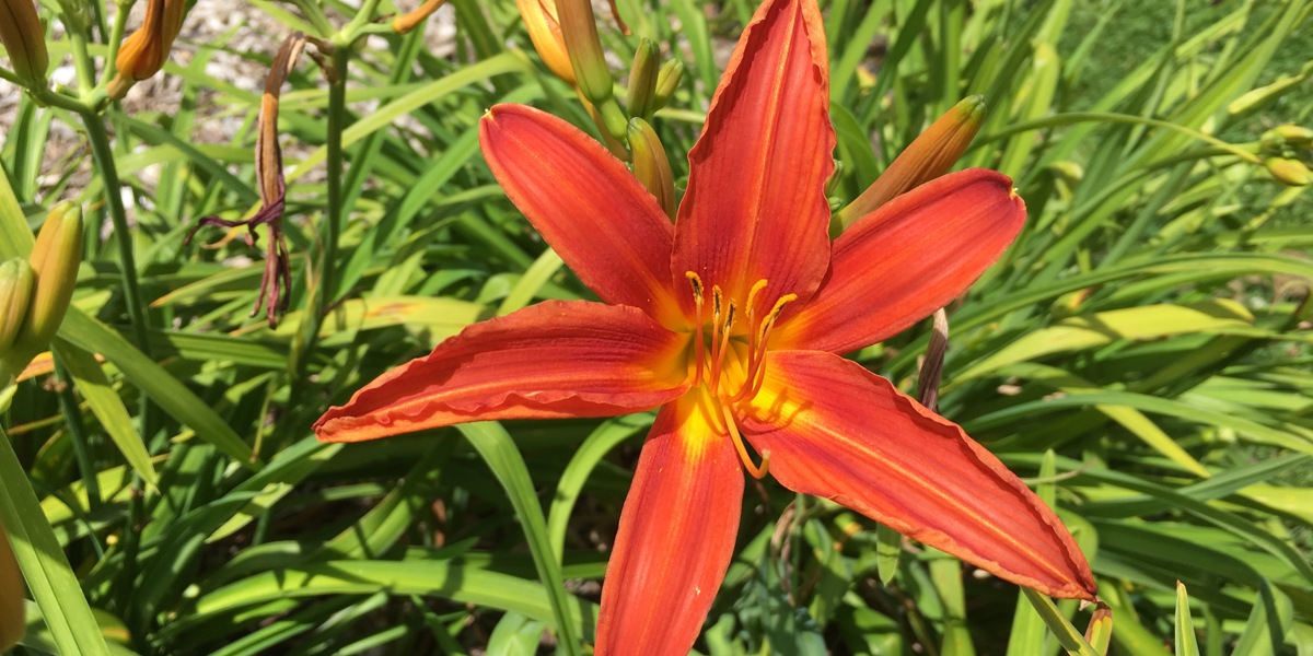 Hemerocallis fulva