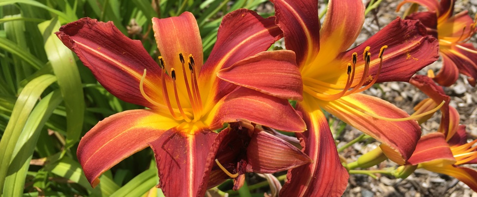 Hemerocallis 'Nashville'