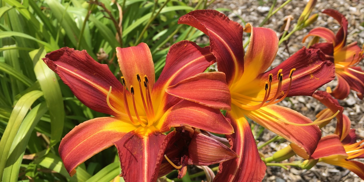 Hemerocallis 'Nashville'