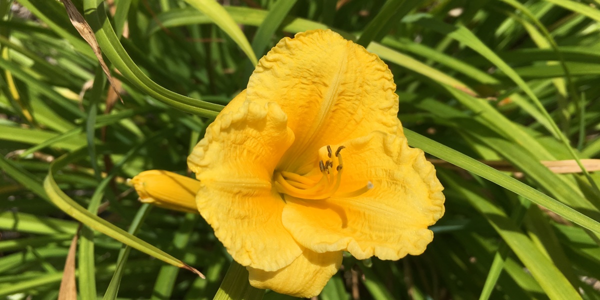 Hemerocallis 'Squeaky'