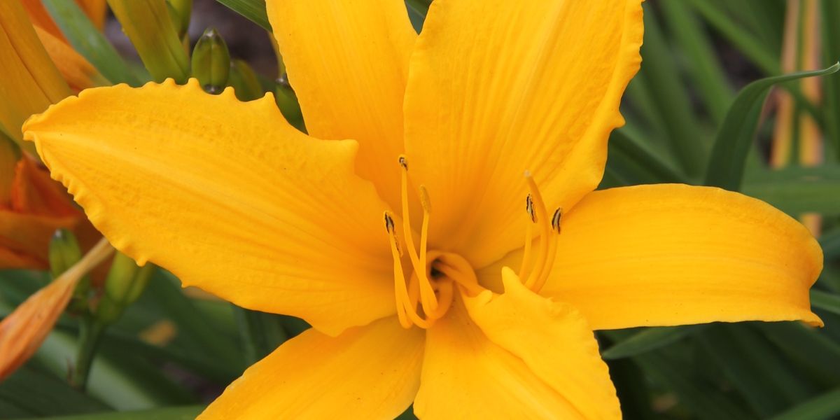 Hemerocallis 'Glitter'