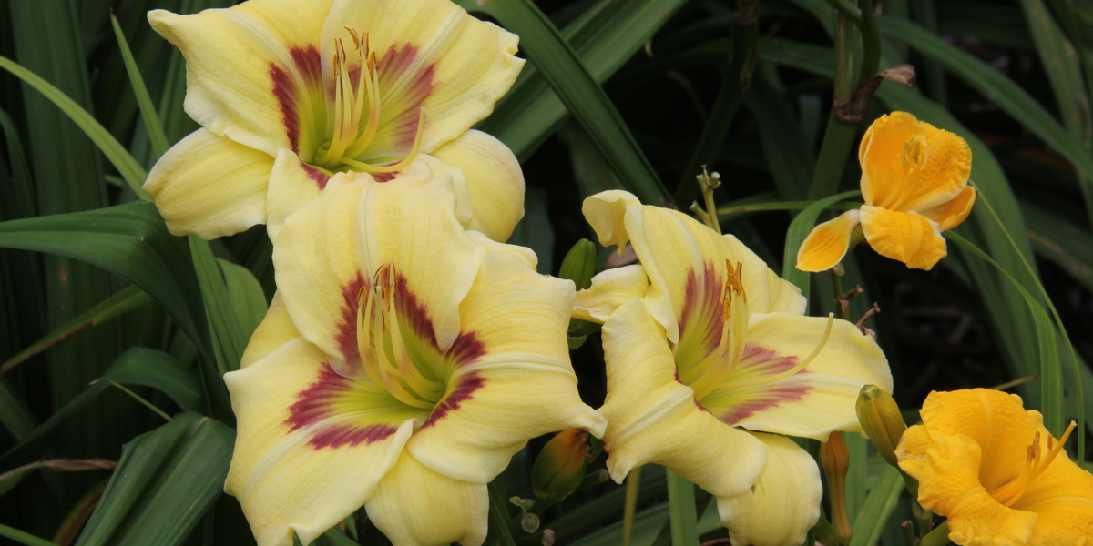 Hemerocallis 'Peek a Boo Eyes'