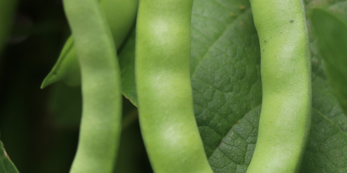 Bean 'Climbing Selugia'