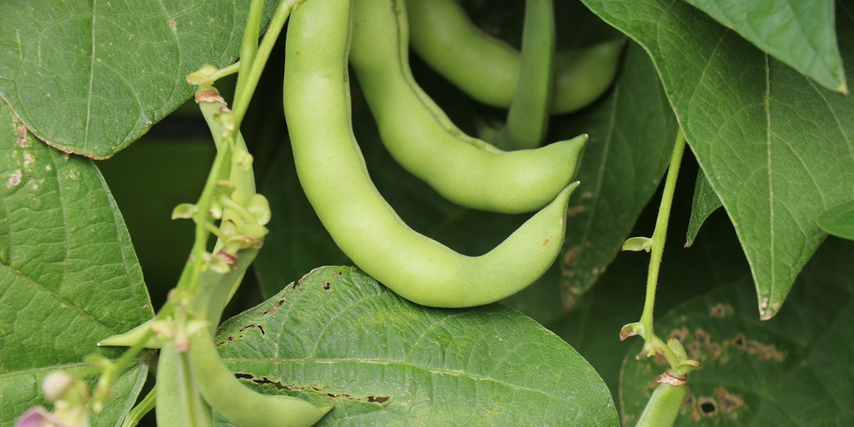 Bean 'Green Anellino Beans'