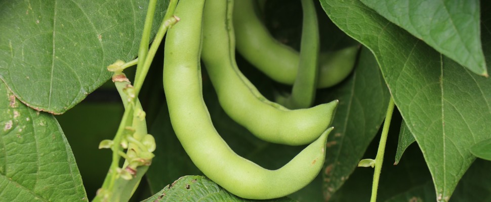 Bean 'Green Anellino Beans'