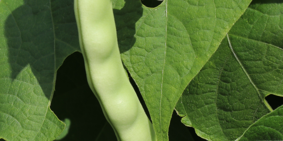 Bean 'Climbing Crystal French'