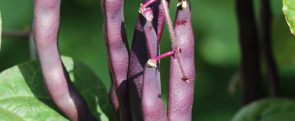 Bean 'Climbing Purple'