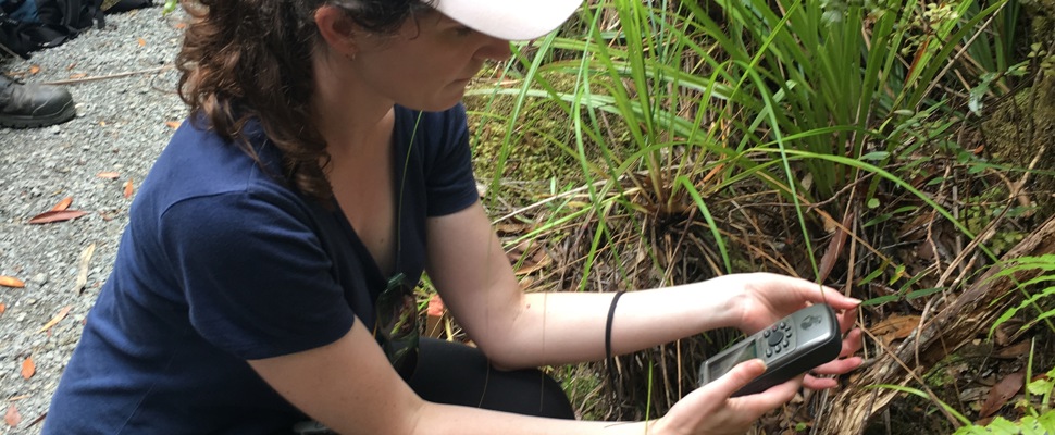 GPS marking Metrosideros parkinsonii