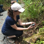 GPS marking Metrosideros parkinsonii