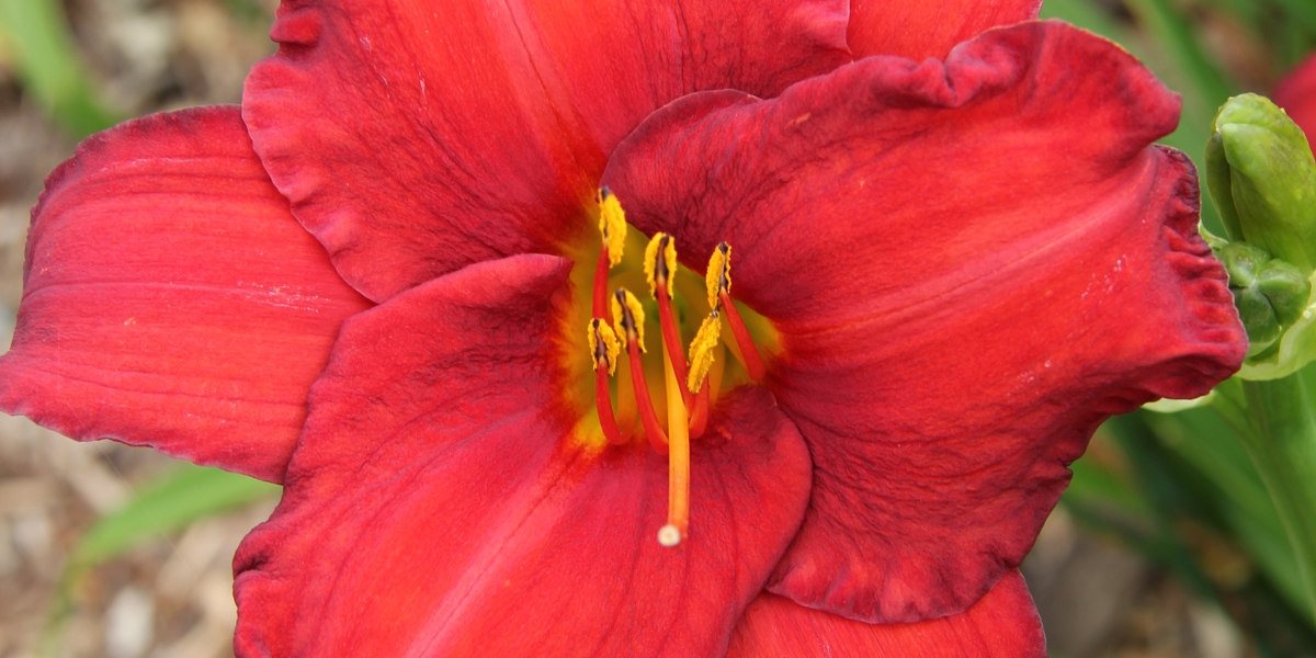 Hemerocallis 'Chicago Apache'