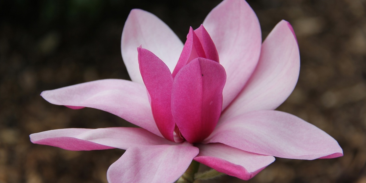 Magnolia flower in winter