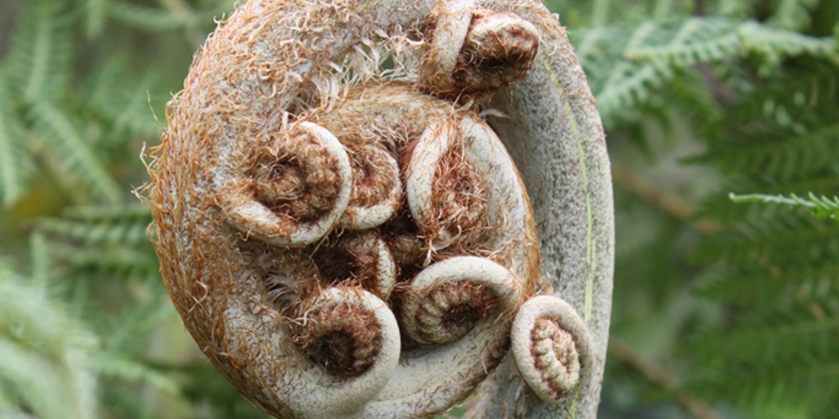 Fern in the native forest during winter