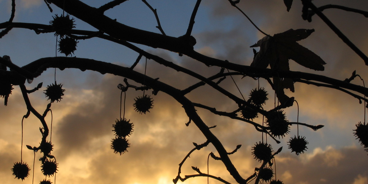 Silhoutte of tree against winter sunshine