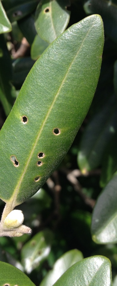 Shot hole damage on a pohutukawa