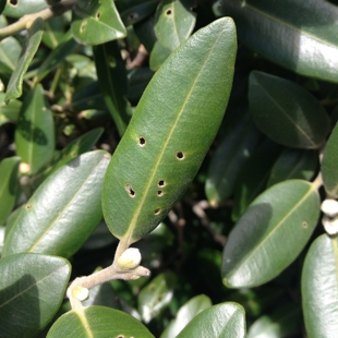 Holes in my pohutukawa leaves image