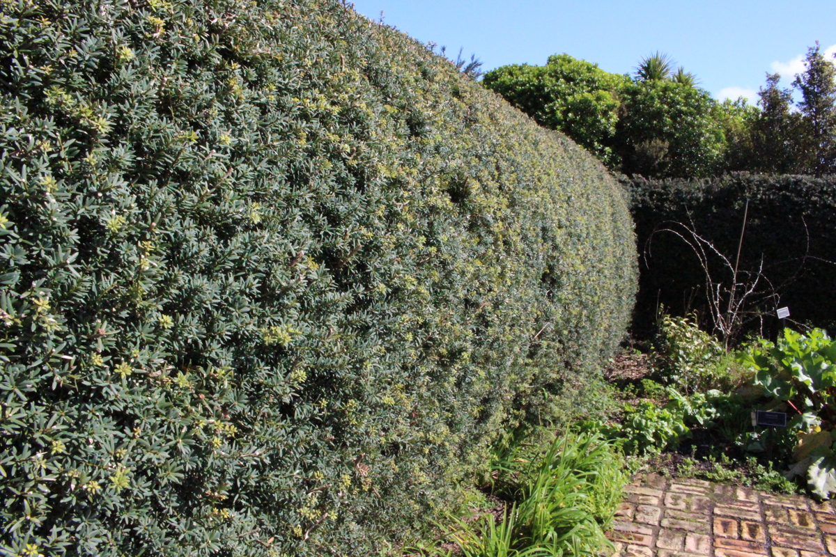 Podocarpus 'Matapouri Blue' 1.JPG