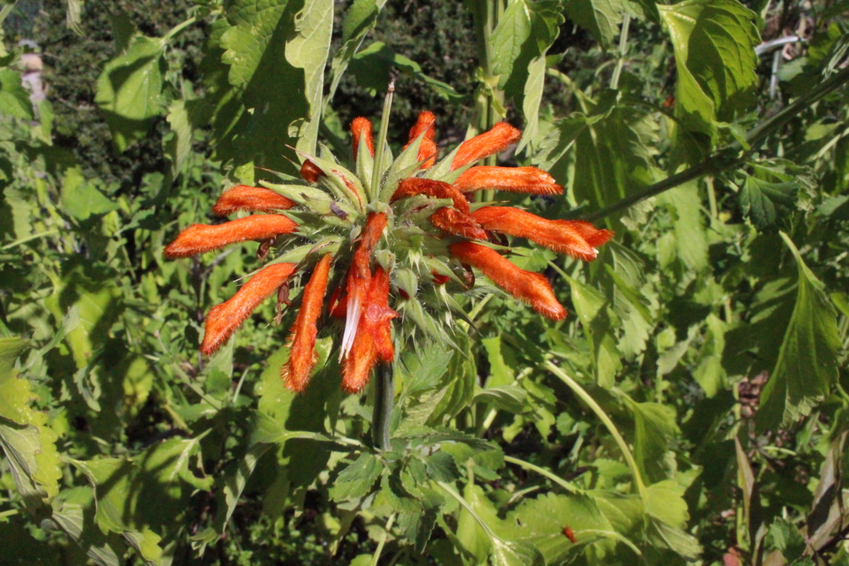 Leonotis leonurus 3.JPG