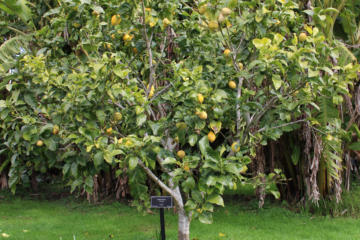 Citrus limon 'Yen Ben' form