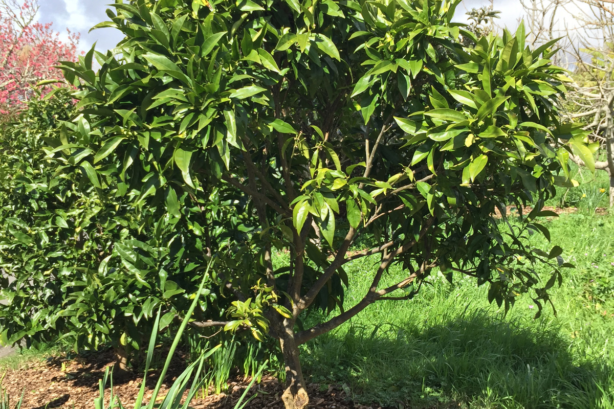 Citrus reticulata 'Clementine' form