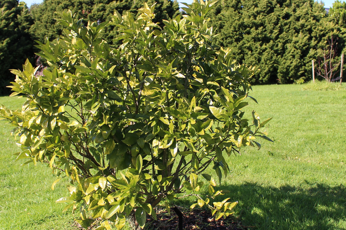 Citrus x paradisi 'Golden Special' form