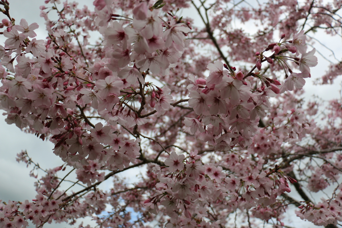 Prunus 'Awanui' (53).JPG