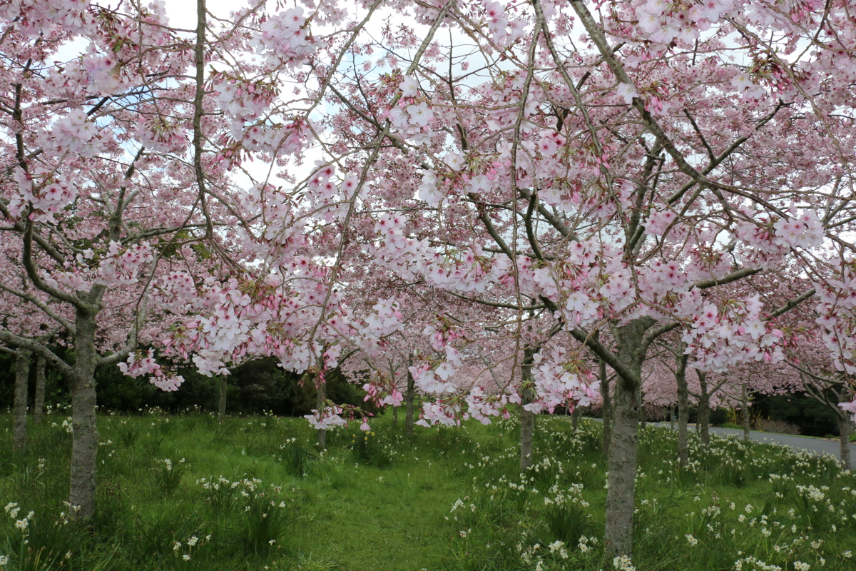 Prunus 'Awanui' (48).JPG