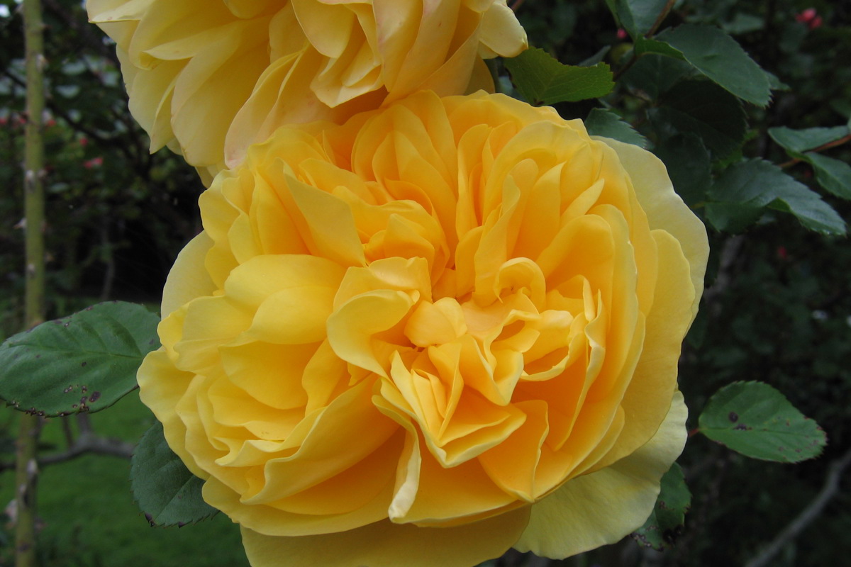 Rosa 'Graham Thomas'.jpg