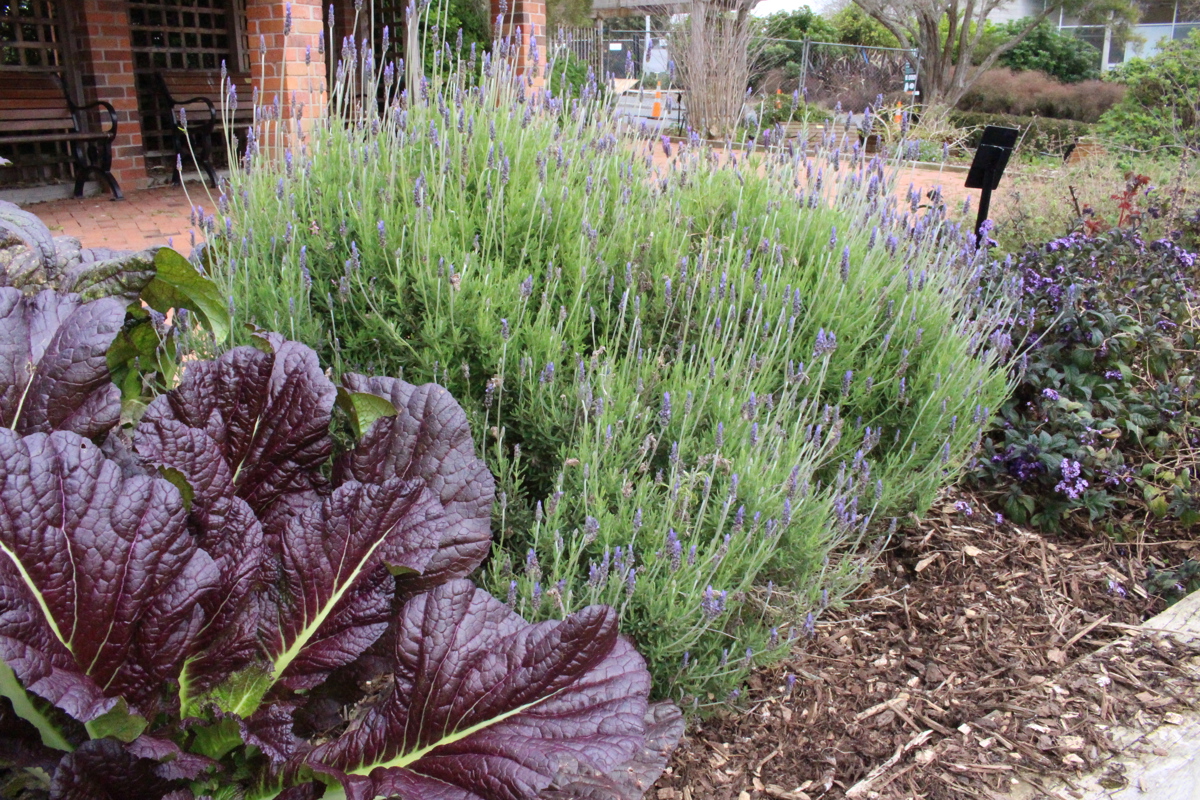 Lavandula dentata 4.JPG