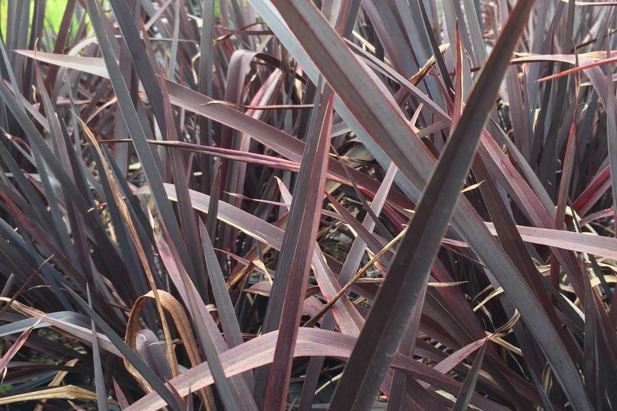 Phormium Platts Black 1 copy .jpg