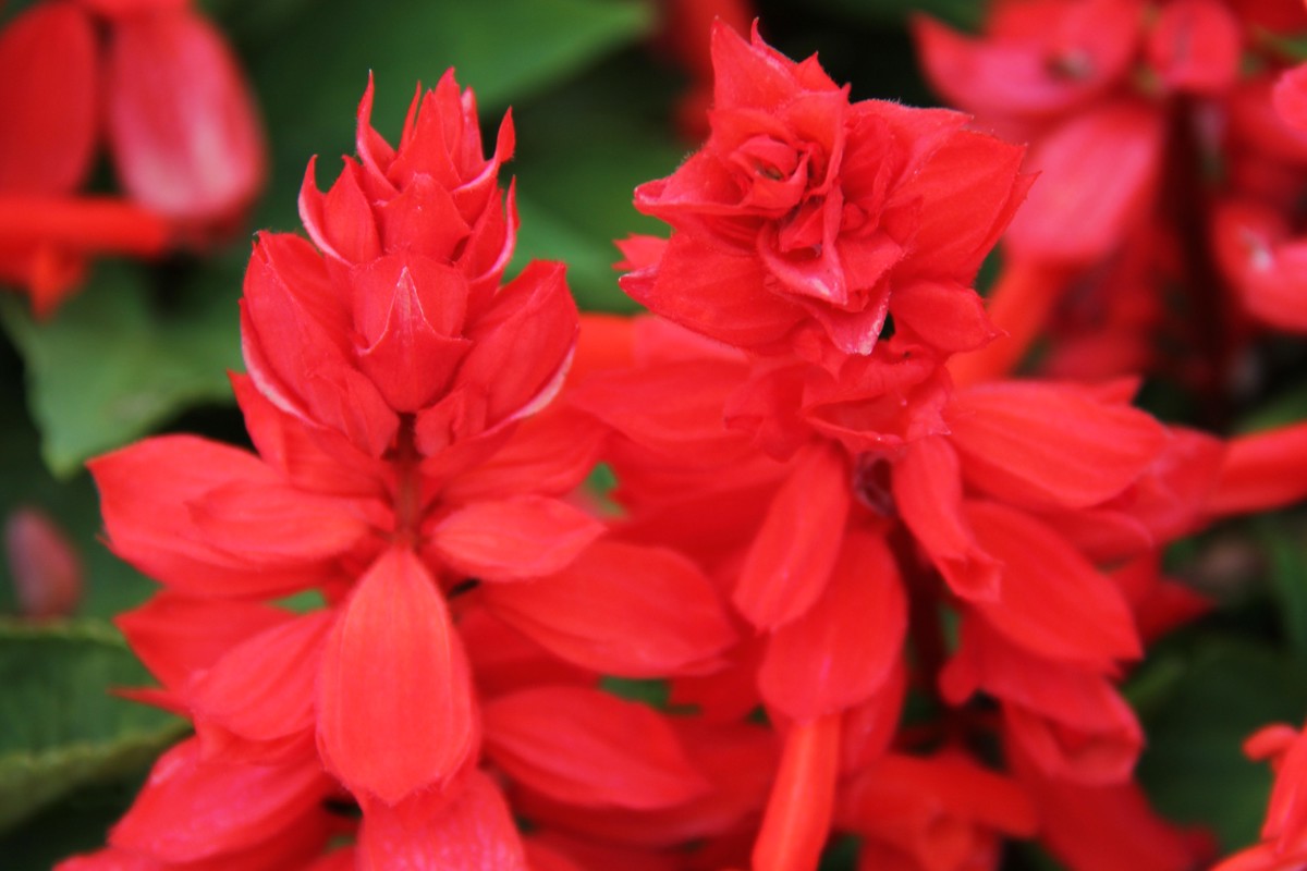 Salvia splendens.jpg