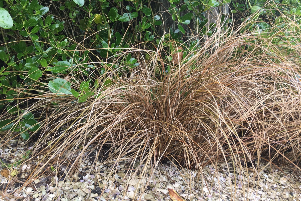 Carex flagelifera (3)