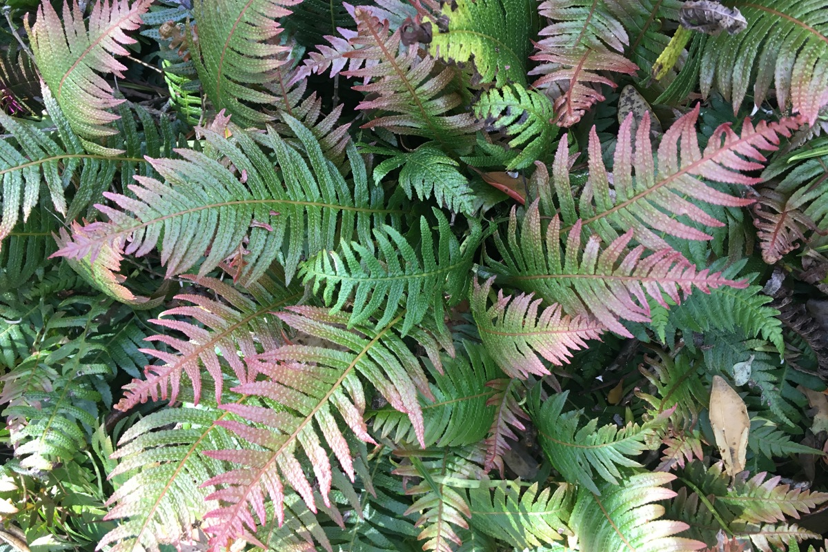 Blechnum neohollandicum (2)