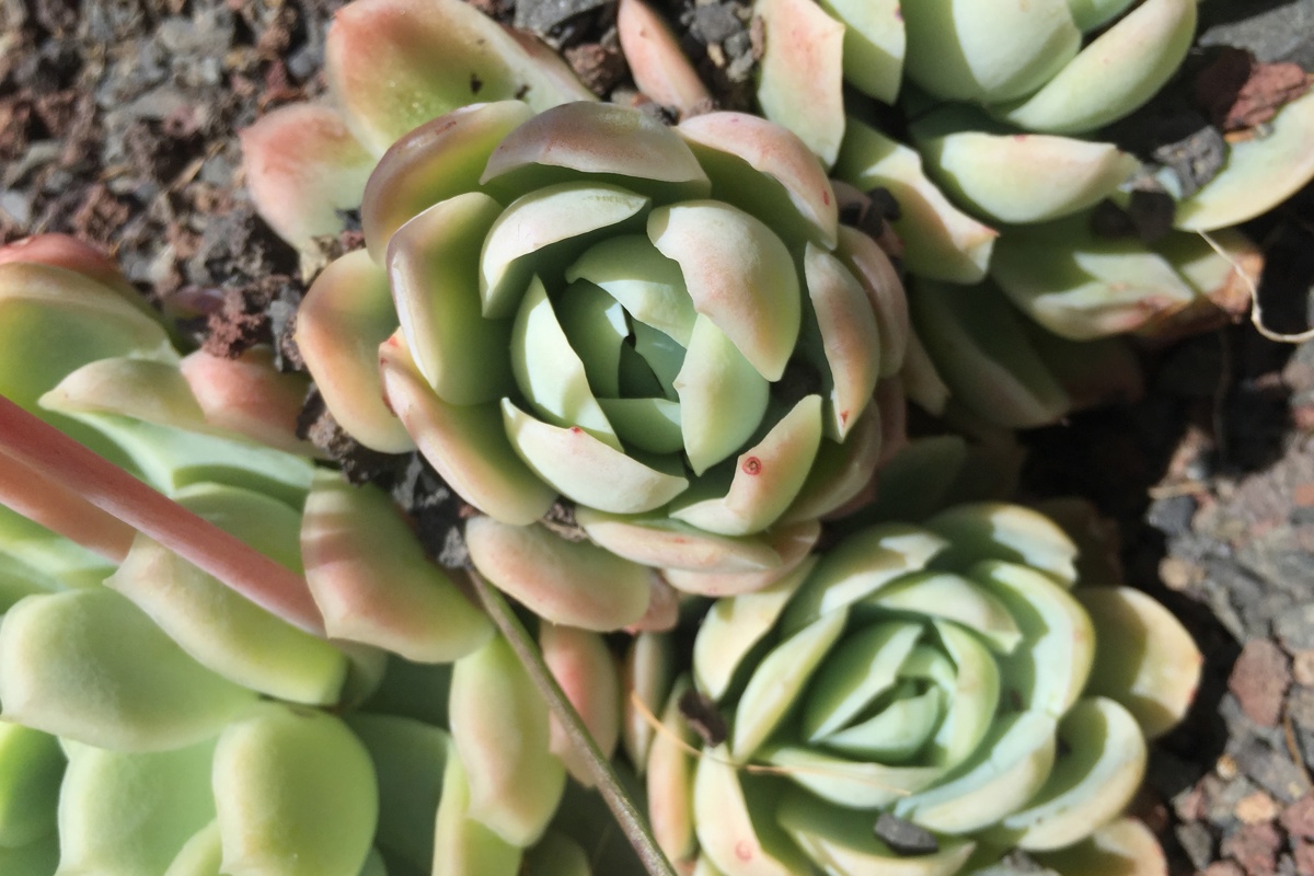 Echeveria elegans 2a.JPG