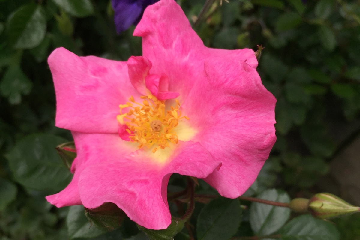 Rosa 'Climbing Pinkie'3a.JPG