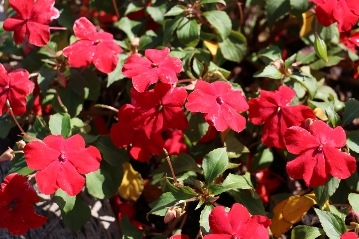 Impatiens 'Expo Red'.jpg