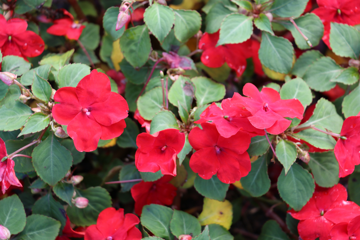 Impatiens 'Accent Red'.jpg