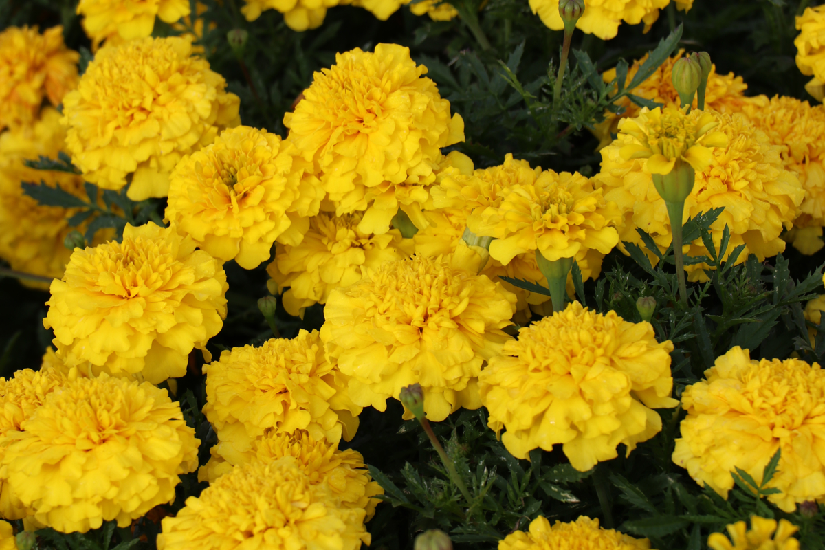 Tagetes Bonanza Bright Yellow.jpg