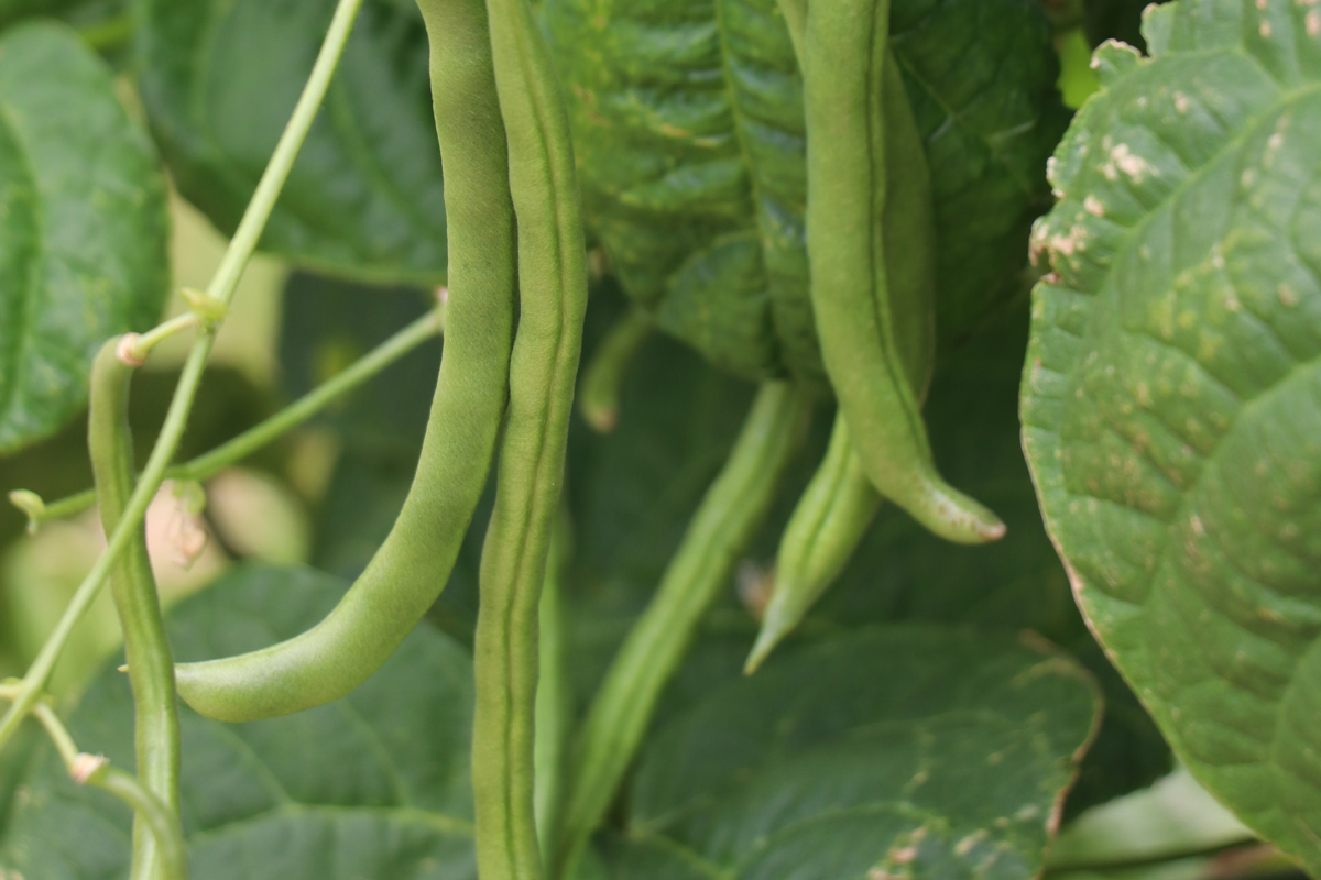 Bean Shining Fardenlosa.jpg