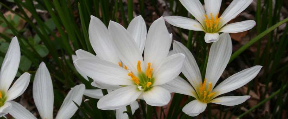 White flowers of Zephyranthes candida bulbs