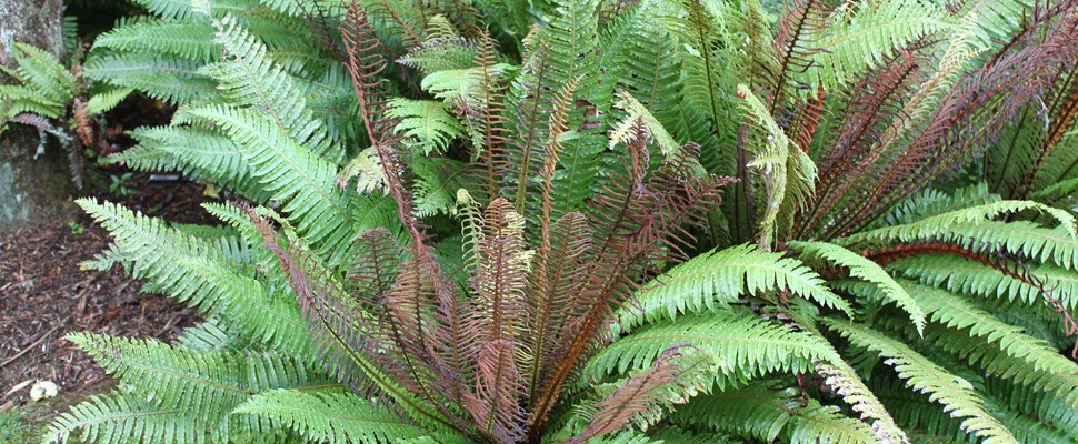 Blechnum discolor fern fronds showing red and green colours